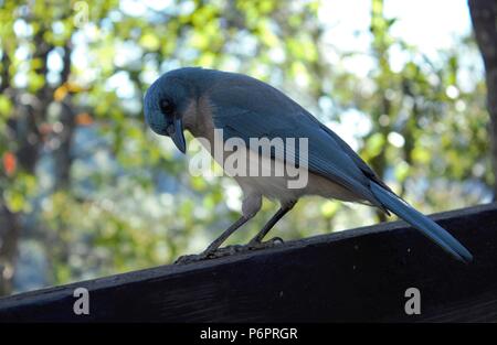 Un oiseau bleu posant sur un arbre Banque D'Images