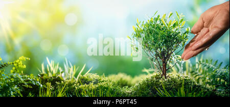 Hand watering petite plante le matin Banque D'Images