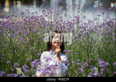 Hampton Court Palace, Surrey, UK. 2 juillet, 2018. La plus grande exposition florale annuelle, RHS Hampton Court Palace Flower Show soutenu par Viking Cruises, ouvre au public du 5 au 8 juillet 2018. Un modèle pose pour des photographies d'une plantation massive de délicates aux tons violet et lilas Verveine bonariensis. Credit : Malcolm Park/Alamy Live News. Banque D'Images