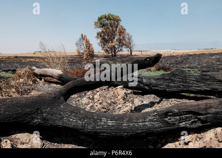 Kibbutz Beéri, Israël. 2 juillet, 2018. La suite d'une vague d'incendies criminels, le terrorisme palestinien maintenant dans son quatrième mois, est évident près du kibboutz Beéri, dans le conseil régional Eshkol, près de la bande de Gaza. Des bombes incendiaires et explosifs sont livrés à partir de la bande de Gaza en Israël par des cerfs-volants et des ballons remplis d'hélium. Quelque 40 kilomètres carrés de champs agricoles et forestières ont été incendiés. Banque D'Images