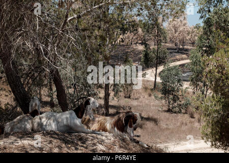 Kibbutz Beéri, Israël. 2 juillet, 2018. La suite d'une vague d'incendies criminels, le terrorisme palestinien maintenant dans son quatrième mois, est évident près du kibboutz Beéri, dans le conseil régional Eshkol, près de la bande de Gaza. Des bombes incendiaires et explosifs sont livrés à partir de la bande de Gaza en Israël par des cerfs-volants et des ballons remplis d'hélium. Quelque 40 kilomètres carrés de champs agricoles et forestières ont été incendiés. Banque D'Images