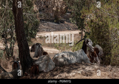 Kibbutz Beéri, Israël. 2 juillet, 2018. La suite d'une vague d'incendies criminels, le terrorisme palestinien maintenant dans son quatrième mois, est évident près du kibboutz Beéri, dans le conseil régional Eshkol, près de la bande de Gaza. Des bombes incendiaires et explosifs sont livrés à partir de la bande de Gaza en Israël par des cerfs-volants et des ballons remplis d'hélium. Quelque 40 kilomètres carrés de champs agricoles et forestières ont été incendiés. Banque D'Images