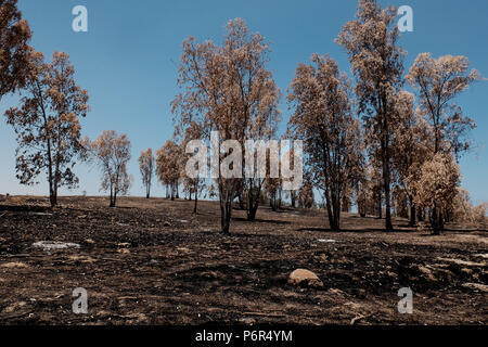 Kibbutz Beéri, Israël. 2 juillet, 2018. La suite d'une vague d'incendies criminels, le terrorisme palestinien maintenant dans son quatrième mois, est évident près du kibboutz Beéri, dans le conseil régional Eshkol, près de la bande de Gaza. Des bombes incendiaires et explosifs sont livrés à partir de la bande de Gaza en Israël par des cerfs-volants et des ballons remplis d'hélium. Quelque 40 kilomètres carrés de champs agricoles et forestières ont été incendiés. Banque D'Images