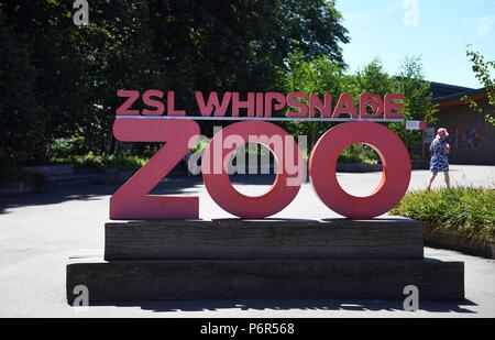Le zoo de Whipsnade, Bedfordshire, Royaume-Uni. 2e juillet 2018. ZSL zoo de Whipsnade, anciennement connu sous le nom de Parc d'animaux sauvages de Whipsnade, est un zoo et Safari Park situé à proximité, Whipsnade à Dunstable Bedfordshire, Angleterre. C'est l'un des deux zoos (l'autre étant ZSL London Zoo de Regent's Park, Londres) qui sont la propriété de la Société zoologique de Londres (ZSL), un organisme de bienfaisance dans le monde entier consacré à la conservation des animaux et de leurs habitats. Photo par Andrew Parsons Parsons/ Media Ltd Crédit : andrew parsons/Alamy Live News Banque D'Images