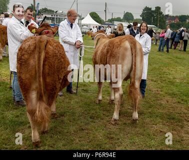 Le Shropshire County Agricultural Show a été créé à la fin du xixe siècle quand il a été lancé dans le cadre de l'entreprise de coopération - Banque D'Images