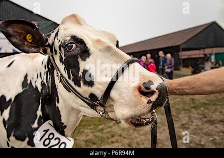 Le Shropshire County Agricultural Show a été créé à la fin du xixe siècle quand il a été lancé dans le cadre de l'entreprise de coopération - Banque D'Images