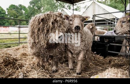 Le Shropshire County Agricultural Show a été créé à la fin du xixe siècle quand il a été lancé dans le cadre de l'entreprise de coopération - Banque D'Images