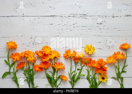 Souci officinal (Calendula officinalis) sur tableau blanc Banque D'Images