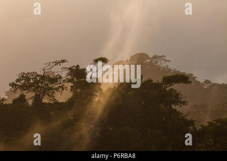 Au cours de la pluie Bruine premontane forêt tropicale humide dans la réserve naturelle de Burbayar, province de Panama, République du Panama. Banque D'Images