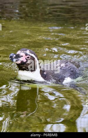 Un pingouin Humboldt (Spheniscus humboldti) nageant dans l'eau dans une enceinte de zoo, Berlin, Allemagne. Banque D'Images