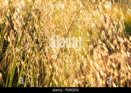 Stipa gigantea ou l'herbe d'avoine d'or par le soleil du soir rétroéclairé close up Banque D'Images