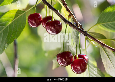 Bouquet de cerises mûres accroché sur un arbre de la cerise Banque D'Images