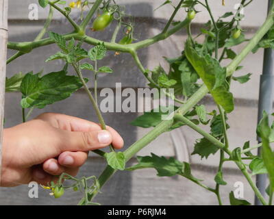 Pincer les pousses latérales de tomate Banque D'Images