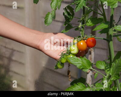 Main tenant un bouquet de tomates sur plant Banque D'Images
