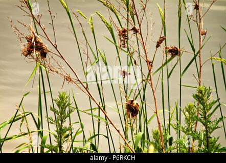 Les herbes qui souffle dans une douce brise à la réserve naturelle de Brockholes, Preston Banque D'Images