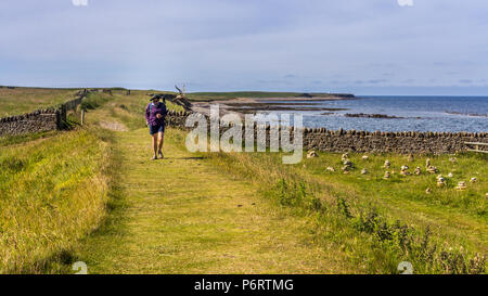 Femme seule sur un chemin de randonnées sur l'île sacrée de Lindisfarne, Northumberland, England Banque D'Images