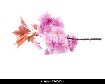 Sakura en fleurs. Printemps cerisier branche avec fleurs et feuilles roses isolated on white Banque D'Images