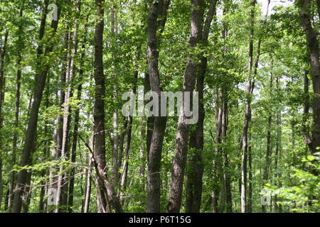 Forêt d’aulnes Banque D'Images