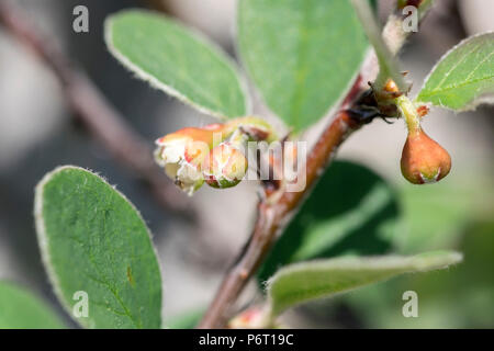 Cotoneaster Cotoneaster cambricus sauvages ou de plus en plus sur les grands ormes tête dans le Nord du Pays de Galles le 5 mai 2018 Banque D'Images