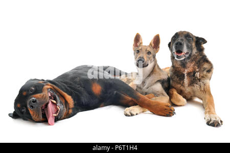 Trois chiens in front of white background Banque D'Images