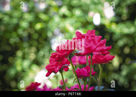 Coup de rosiers en fleurs. Banque D'Images