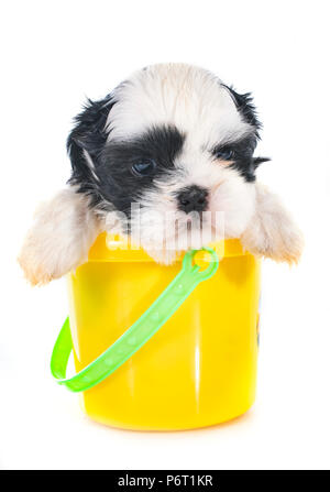 Chiot shih tzu in front of white background Banque D'Images