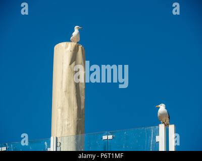 Mouettes sur la côte atlantique portugaise, ville Alvor Banque D'Images