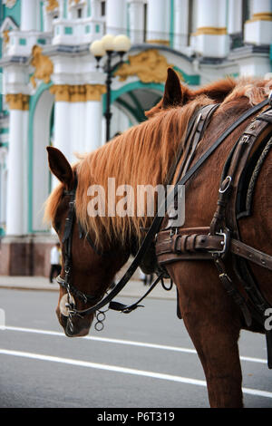 Chevaux à l'avant du Palais d'hiver à Saint-Pétersbourg, Russie Banque D'Images