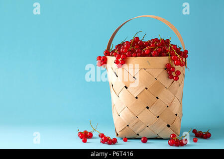 Femme main tenant un panier de groseilles rouges sur fond bleu. La récolte d'été. Concept de saine alimentation Banque D'Images