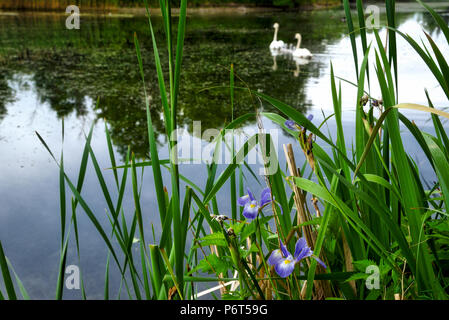 Orchidées sauvages aux cygnes natation sur le lac en arrière-plan Banque D'Images