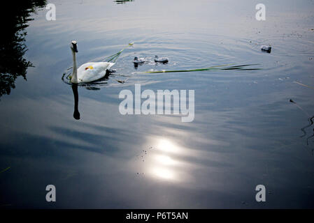 La natation sur le lac des cygnes dans le parc Banque D'Images