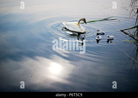 Le cygne blanc naine sur le lac. Portrait environnemental du cygne adulte de Whooper avec 3 cygnets nageant dans le lac avec le fond naturel. Banque D'Images