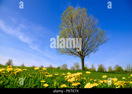 un seul arbre solitaire dans le champ d'un champ jaune de pissenlit Banque D'Images