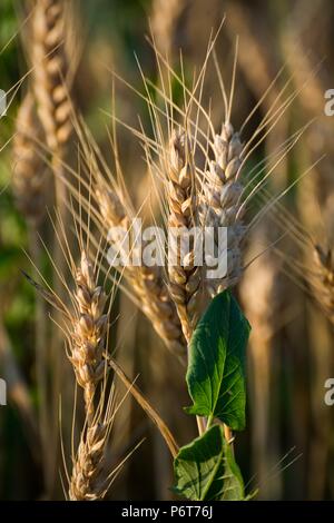 Une feuille verte sur le Triticale oreilles dans un champ de blé Banque D'Images