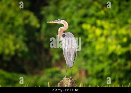 Un grand héron repose sur le post en bois. Banque D'Images