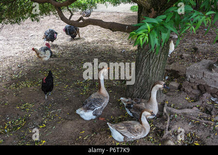 La ferme. Volailles, oies, poulets et dindes dans la cage en plein air Banque D'Images