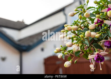 Foyer peu profond, image isolée de fleurs d'été en fleurs vues dans un pot de plante suspendu attaché à une clôture. Banque D'Images