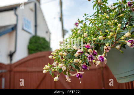 Foyer peu profond, image isolée de fleurs d'été en fleurs vues dans un pot de plante suspendu attaché à une clôture. Banque D'Images