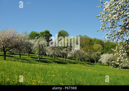 Verger de paysage vallonné du Jura souabe dans le sud de l'Allemagne avec la floraison des pommiers et des prés Banque D'Images