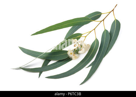 Branche d'Eucalyptus avec des fleurs isolated on white Banque D'Images