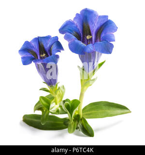 Gentiane Gentiana acaulis ) ( isolated on white Banque D'Images