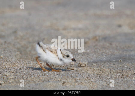 Un pluvier siffleur Charadrius melodus chick en juillet marche sur une plage en quête de nourriture. C'est couleur sable, dos et la tête de l'aider à rester camouflé. Banque D'Images
