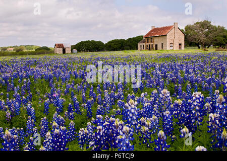 Ferme abandonnée dans un champ du Texas Bluebonnets tôt le matin la lumière. Banque D'Images