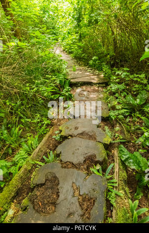 Les sections de l'arbre forme Surface de sentier le long d'une partie de la piste à travers la réserve Makah sur la façon de Shi Shi Beach dans le Parc National Olympique, a été Banque D'Images