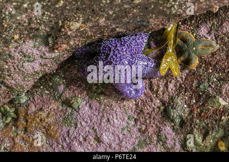 Étoile de mer ocre, Pisaster ochraceus, aka Purple Sea Star ou étoile de mer commune, et Six-villeuse Sea Star, Leptasterias hexactis, au point d'Arches près de mus Banque D'Images