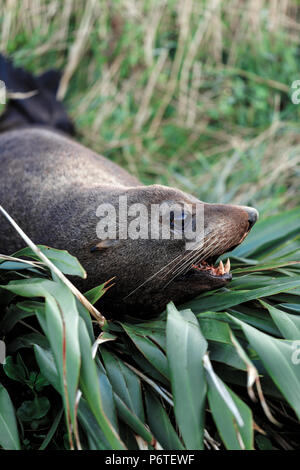 New Zealand fur seal reposant sur du lin bush à Cape Palliser, colonie de phoques de Wairarapa, Nouvelle-Zélande Banque D'Images