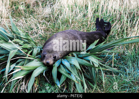 New Zealand fur seal reposant sur du lin bush à Cape Palliser, colonie de phoques de Wairarapa, Nouvelle-Zélande Banque D'Images