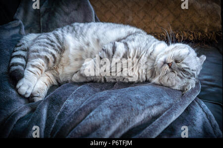 Chat gris et blanc couchage dans cute post avec couverture bleue. Banque D'Images