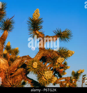 Moonrise, Joshua Tree National Park, Californie Banque D'Images