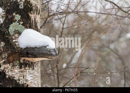 Polypore (support des champignons) conk sur Birch Tree avec de la neige sur elle Banque D'Images